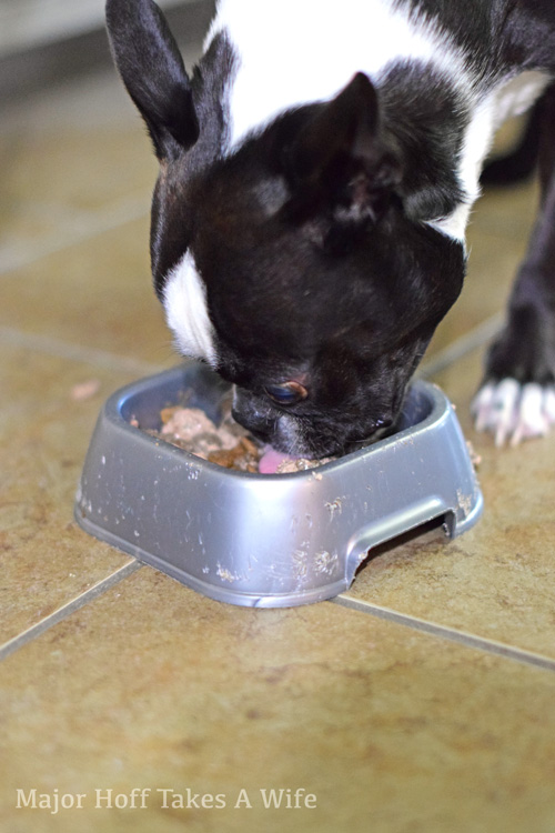 Boston Terrier loves to eat Purina Beyond Grain Free Dog Food