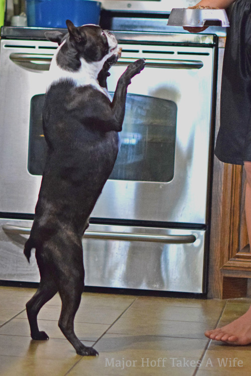 Boston Terrier standing for food