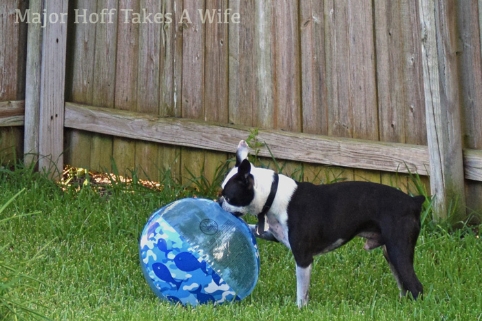 Dogs love to play with big beach balls.