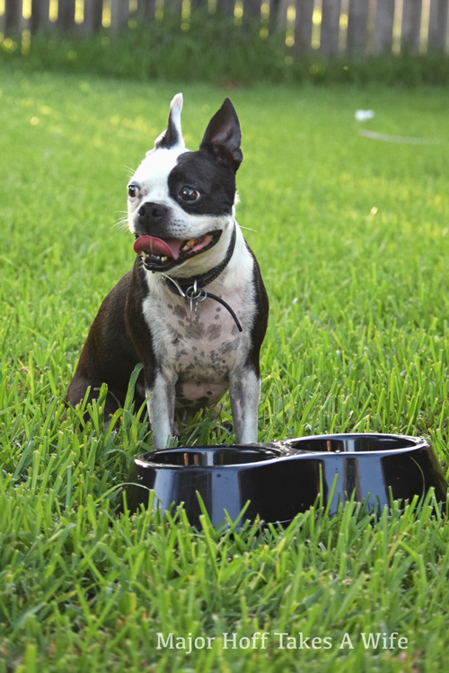 Dogs need extra water during the summertime heat.