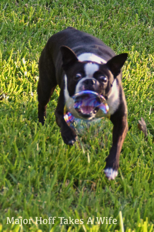 This Boston Terrier loves to chase bubbles