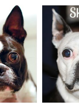 Our Boston Terrier rescue story