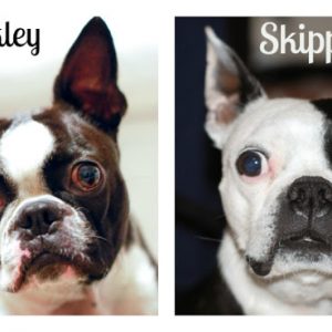 Buckley and Skipper : The Story Of Our Boston Terriers Our Boston Terrier rescue story