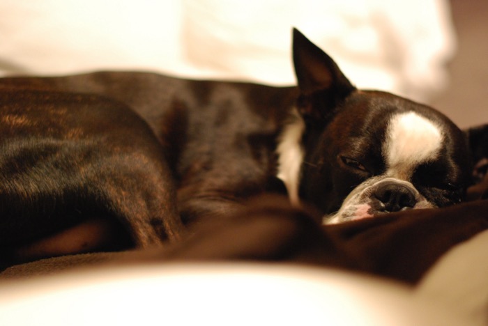 Buckley the Boston napping
