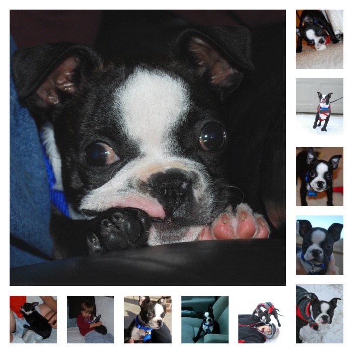 A fun story about a family adopting a Boston Terrier puppy and later a Boston Terrier rescue dog from a local shelter. Also explains how Pedigree is donating food for dogs in need. #PedigreeGives #CBias #ad #dog #rescuedogs