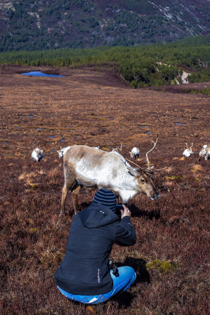 Reindeer posing for a picture