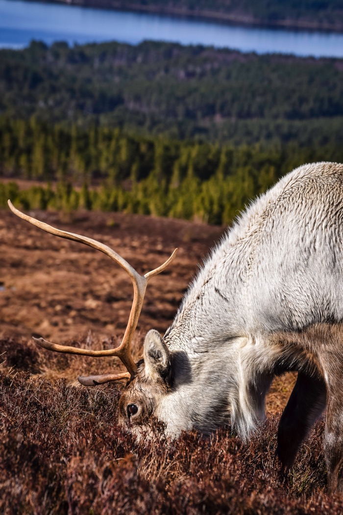 Reindeer wildlife experience in Scotland