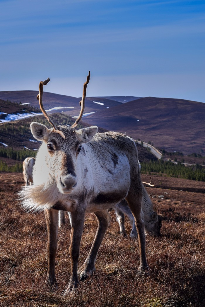 Things to do in Scotland includes feeding Reindeer at the Cairngorm Reindeer Centre