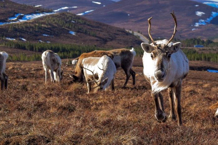 reindeer herd in Scotland at Cairngorm National Park