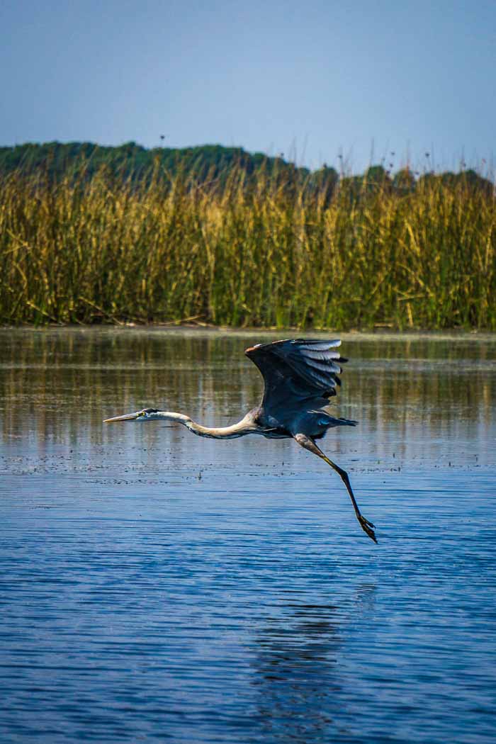 Bird Watching Tour Florida Everglades