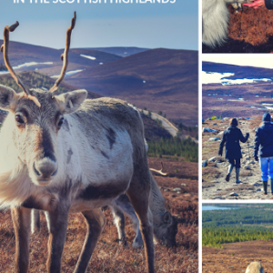 Things To Do In Scotland : Feed Reindeer