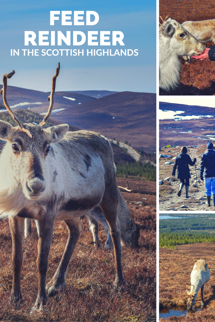 Feed Reindeer in Scotland!
