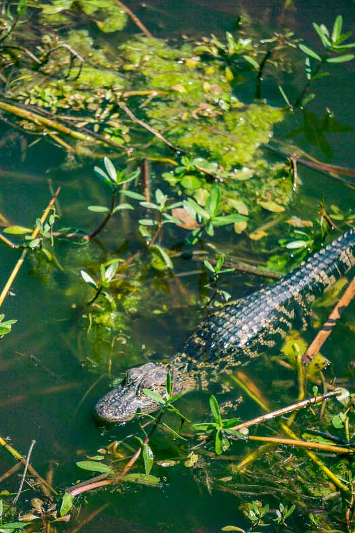 alligator air boat tour around Orlando