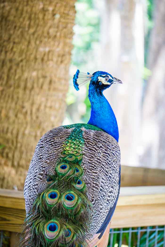 peacocks Wild Florida
