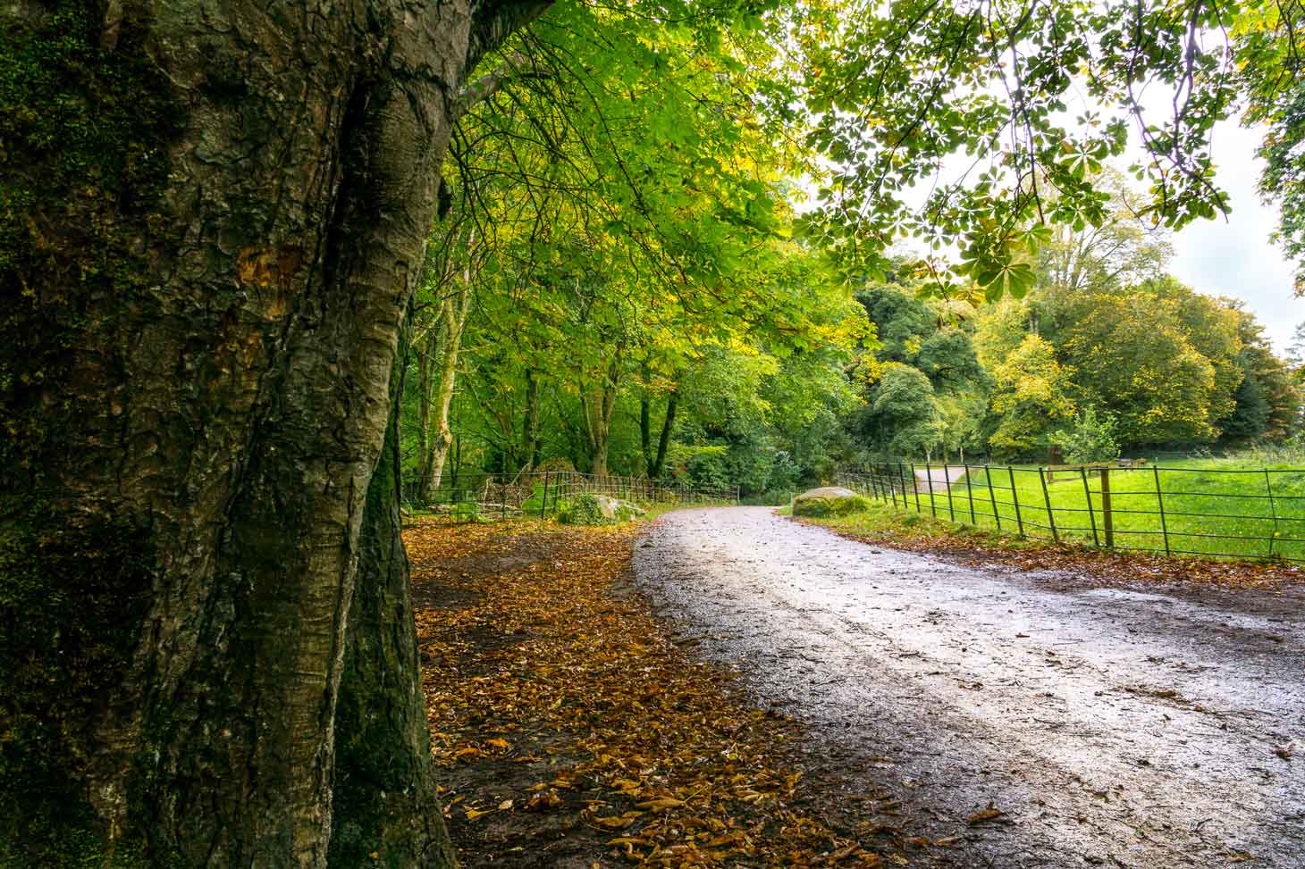 A walk in Killarney National Park leads you to quaint Irish roads.