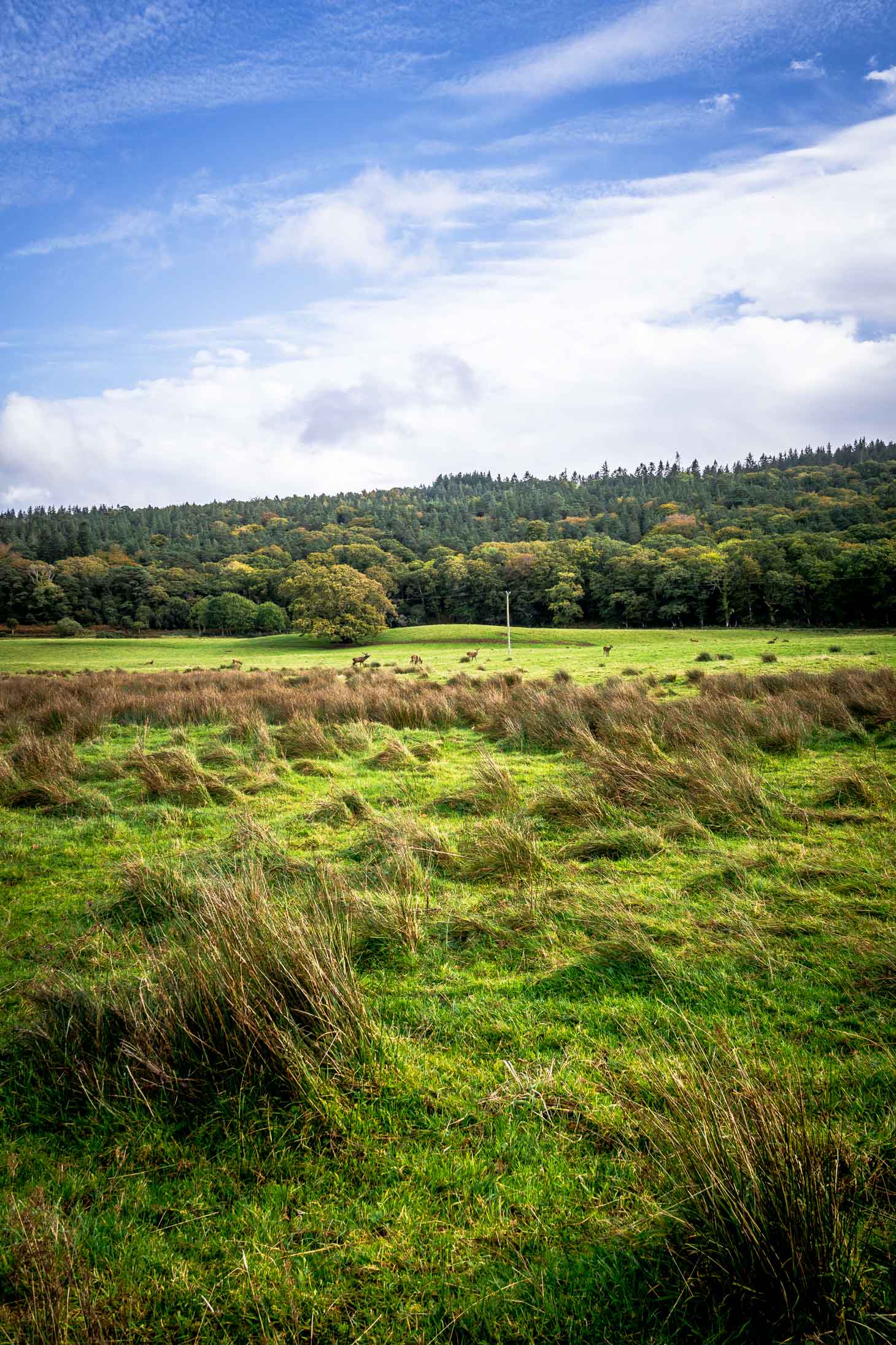 Killarney National Park in the fall with red deer in the fields.
