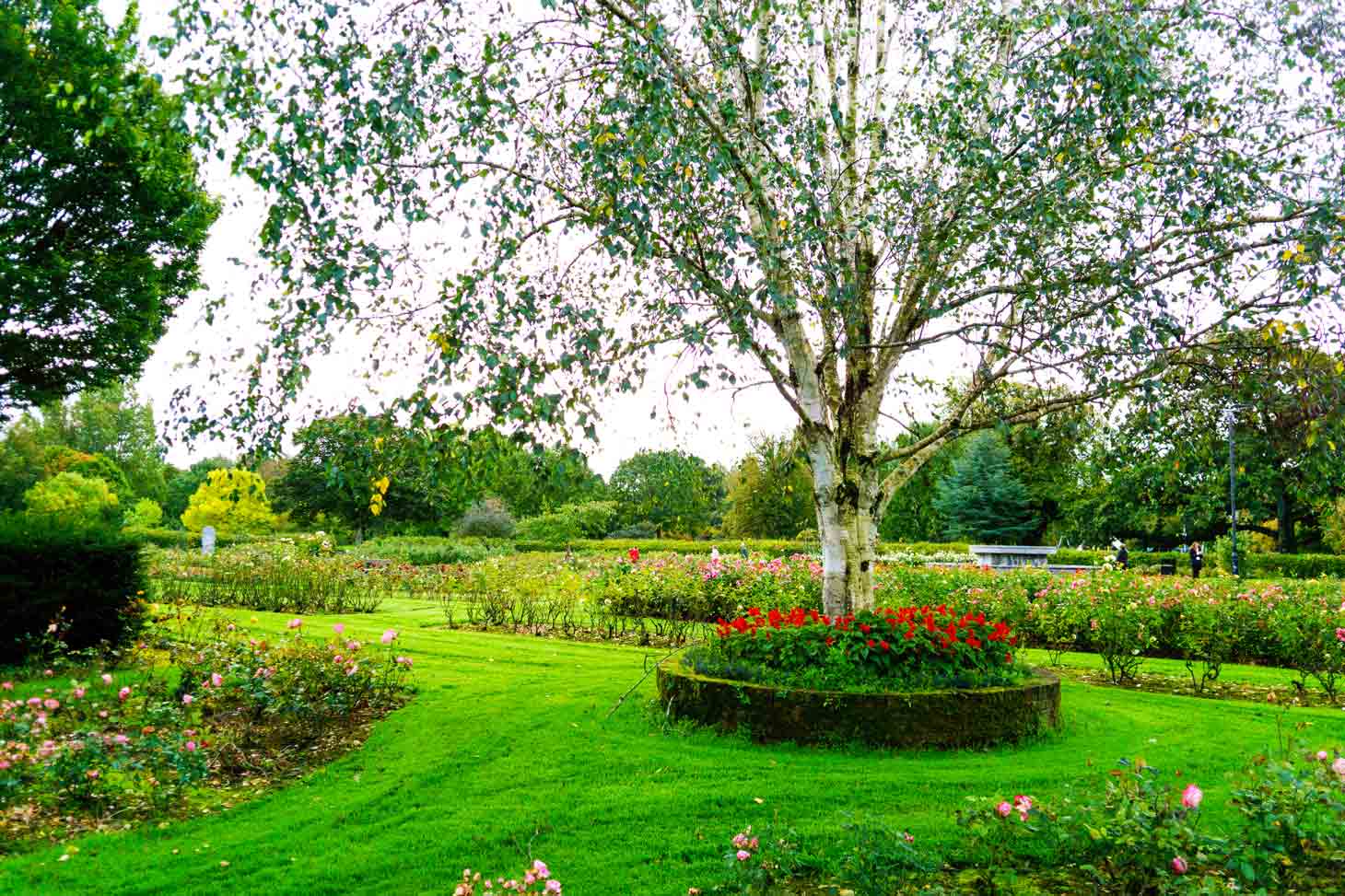 The Green is what locals call the Tralee Town Park home to a beautiful rose garden