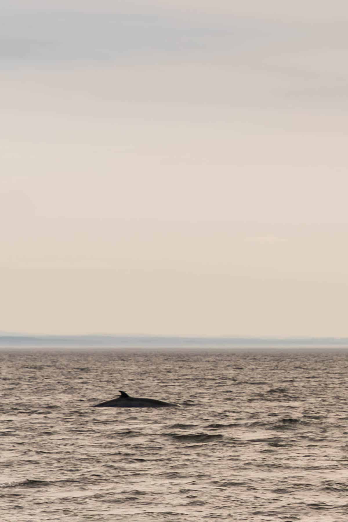 a whale just coming up for air