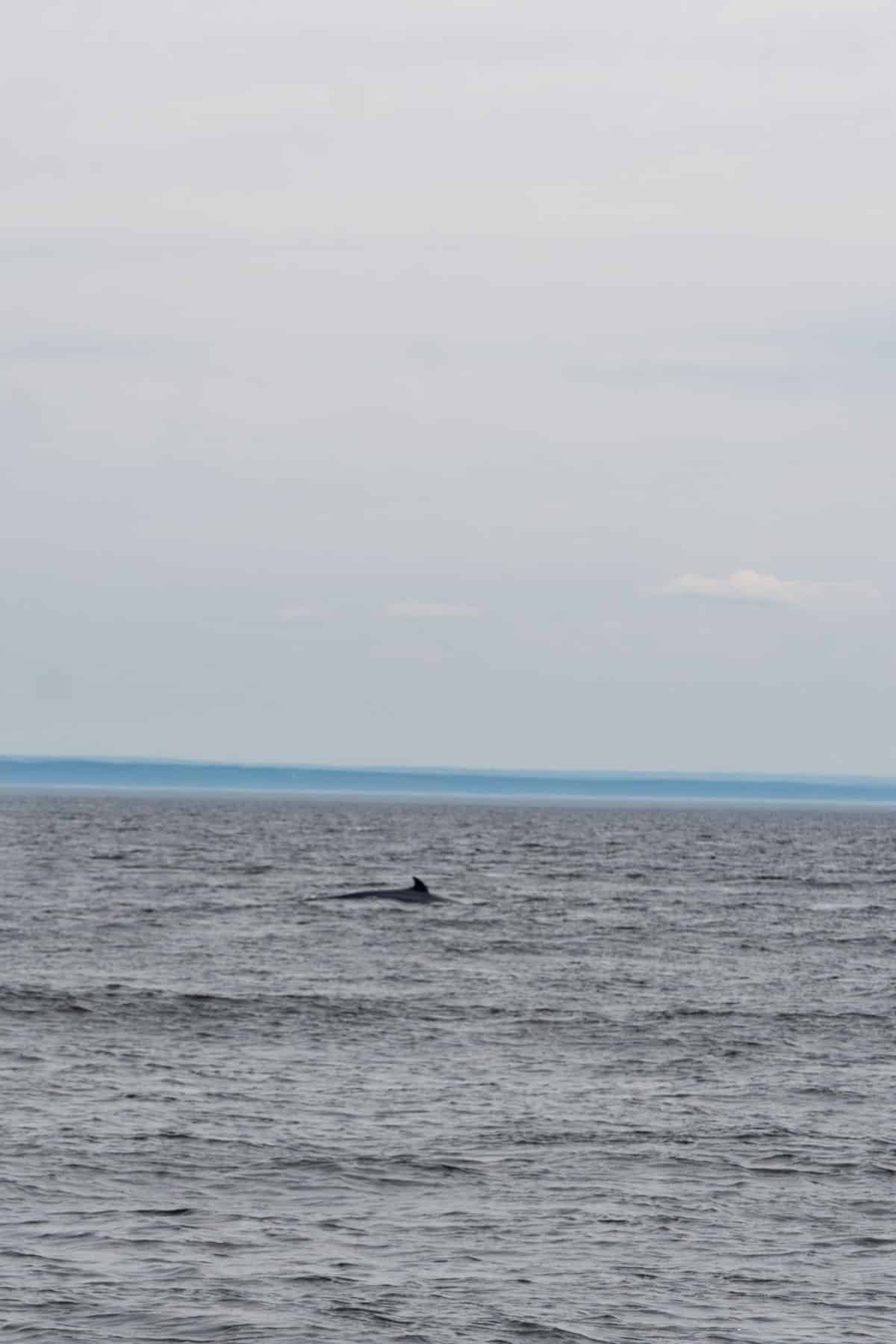 a minke whale's dorsal fin just barely above the waves
