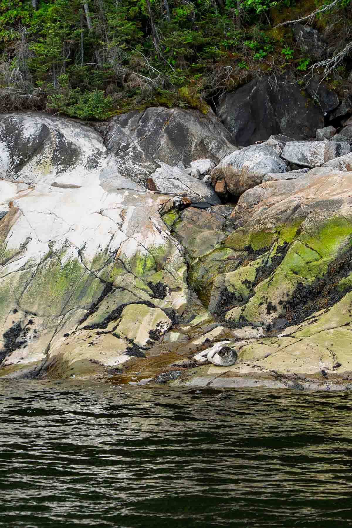 a lone seal on the rocks above the water