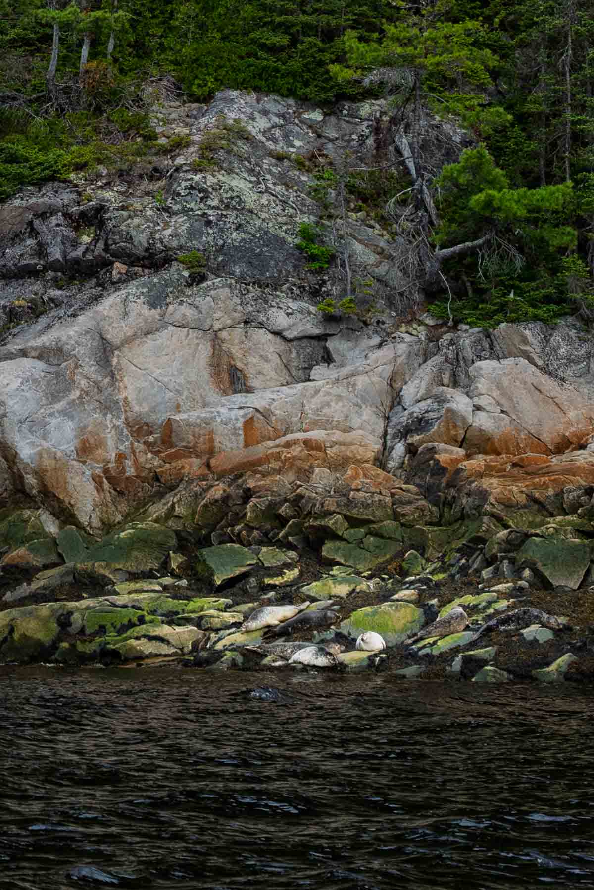 a colony of seals on the rocks just below the tree line