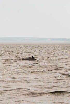 A minke whale coming up for air in the Saguenay - St Lawrence Marine Park.