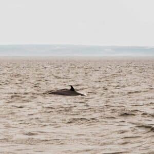 A minke whale coming up for air in the Saguenay - St Lawrence Marine Park.
