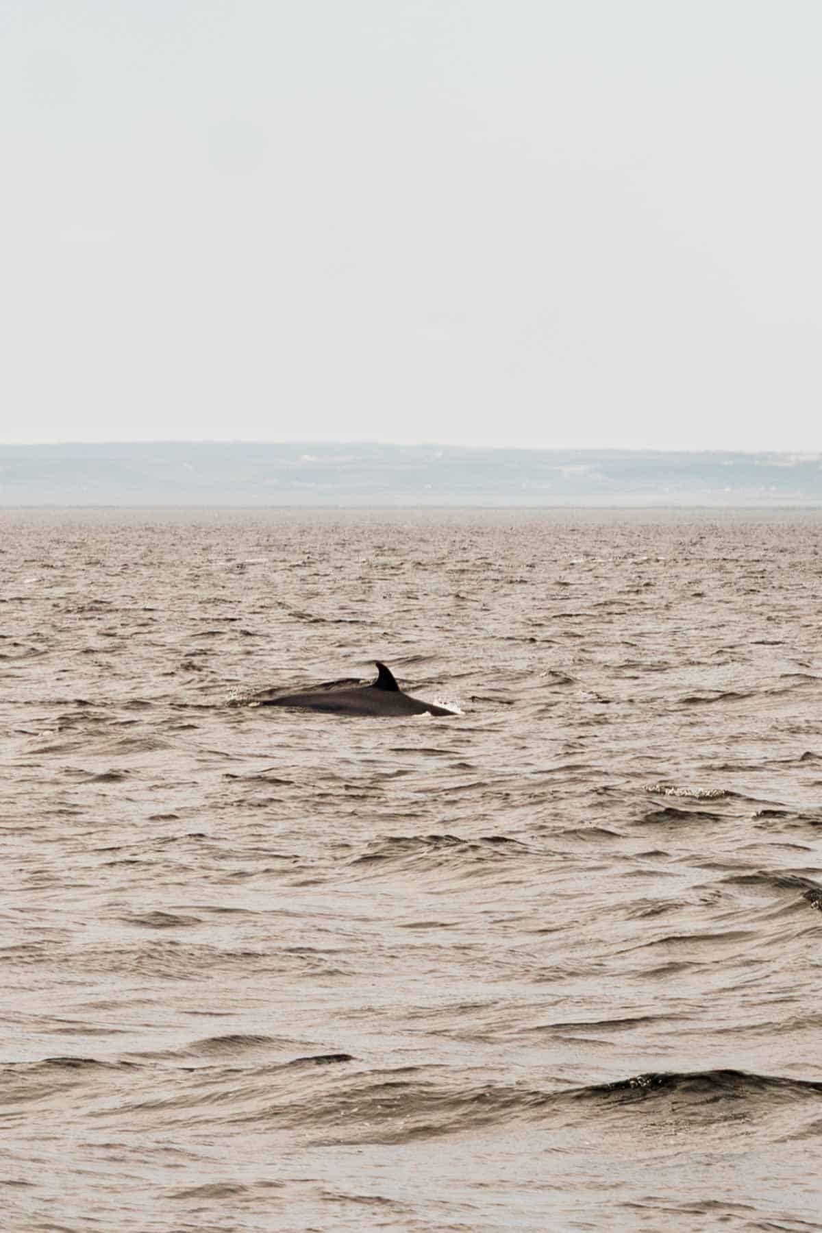 A minke whale coming up for air in the Saguenay - St Lawrence Marine Park.