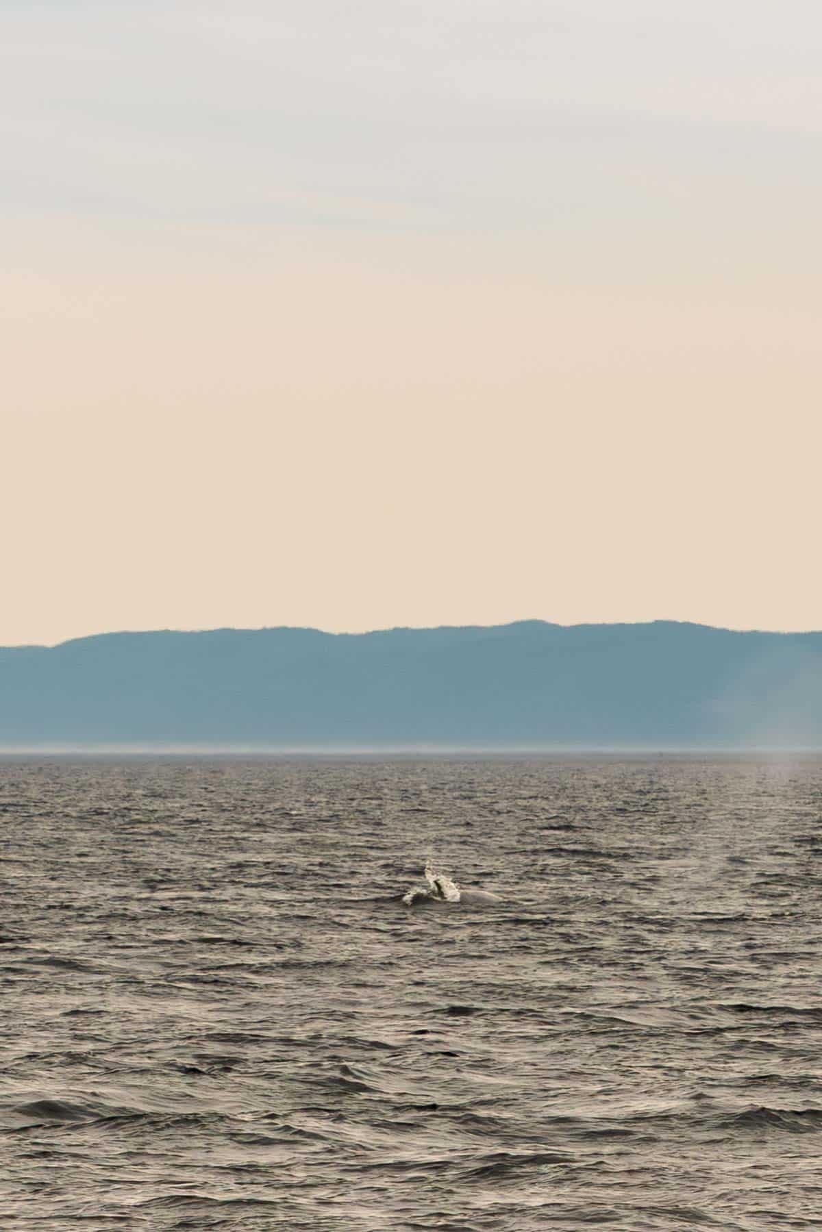 a whale breaching in the murkey water while a water spot from another begins to disappear