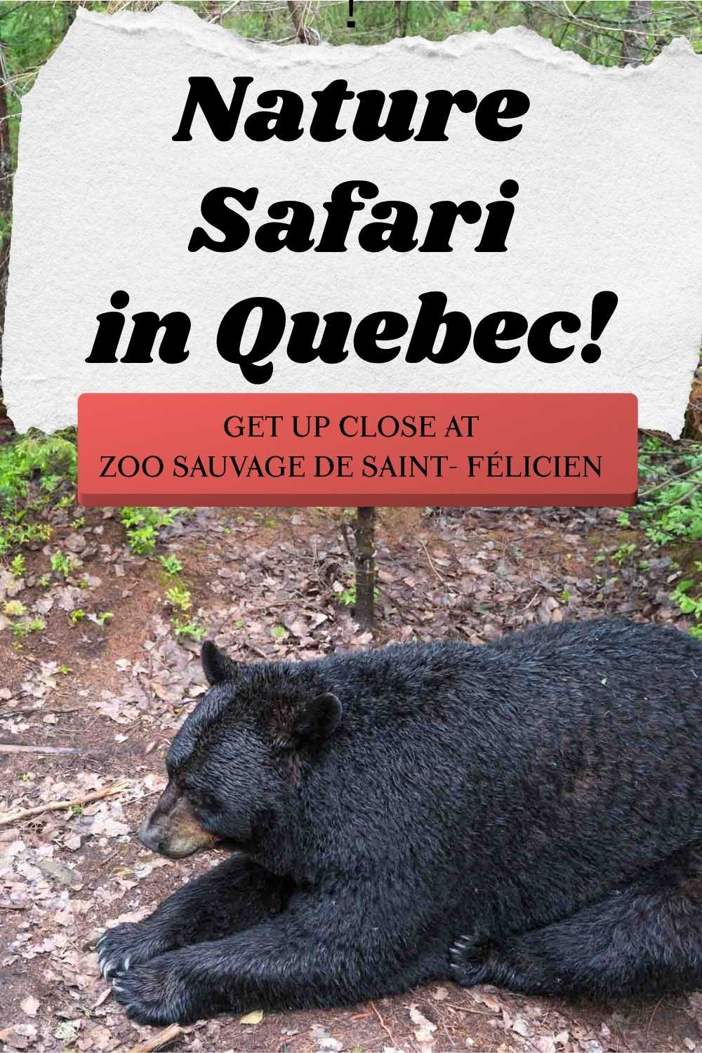 Get up close and personal with black bear and other Canadian wildlife on the Nature Safari in Quebec.