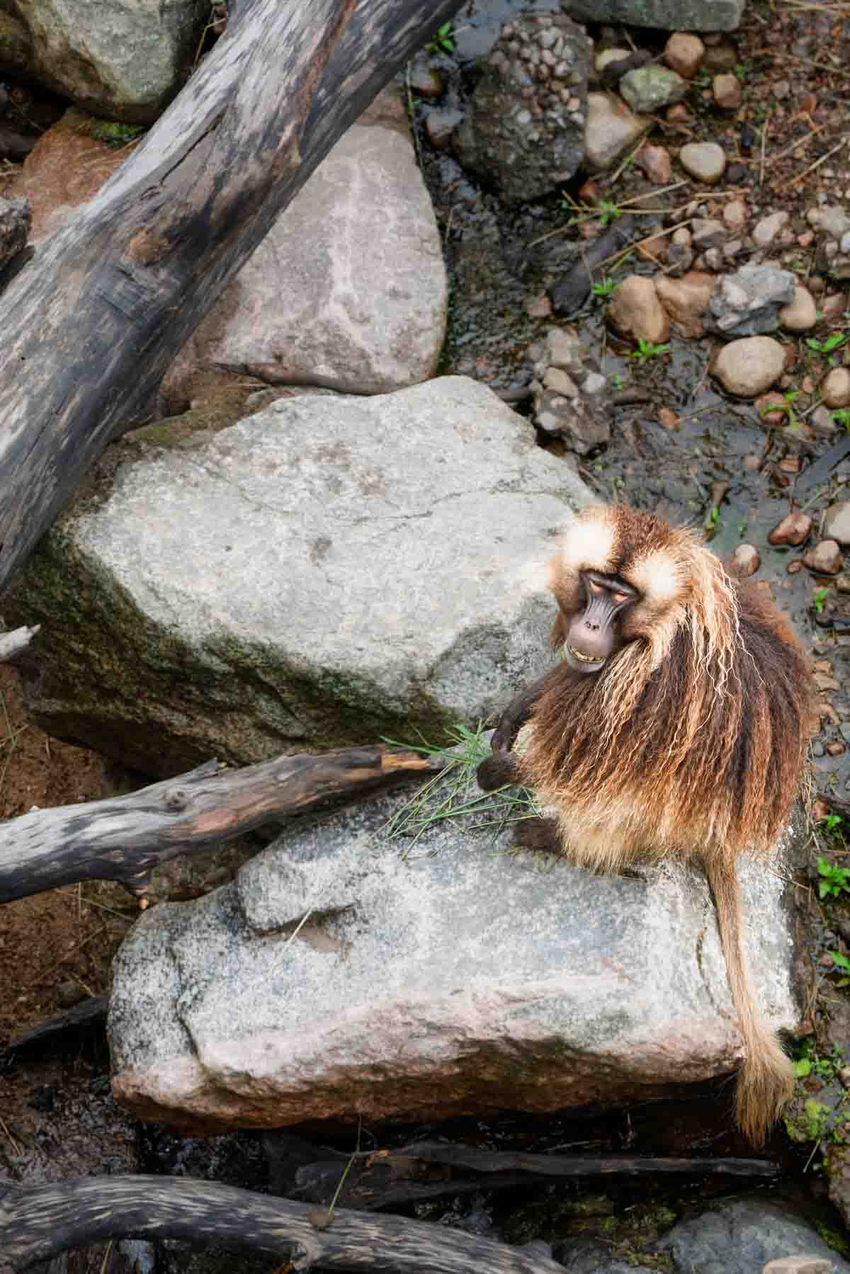 Baboon in Quebec at the zoo.
