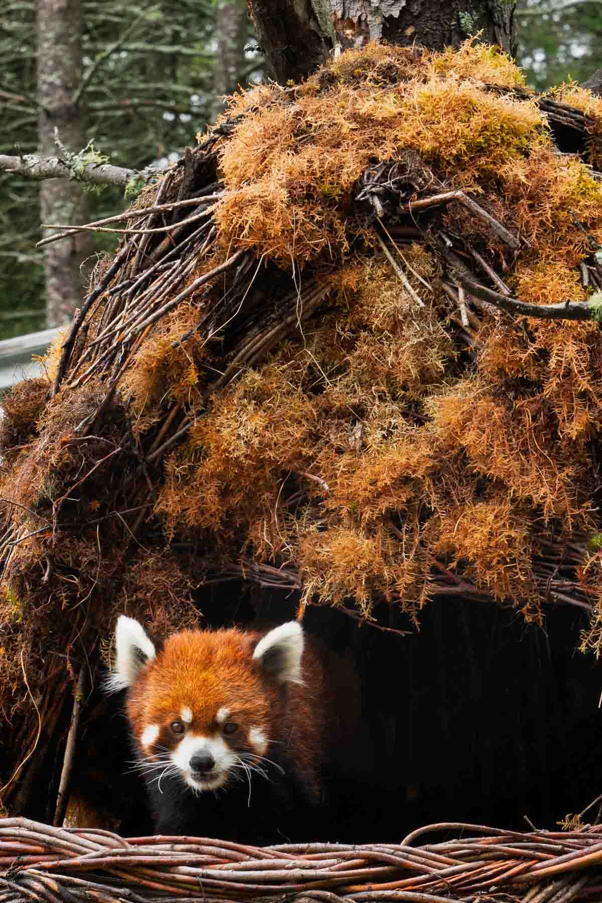 A red panda comes out of its habitat in the trees to greet guests at Quebec's best zoo.