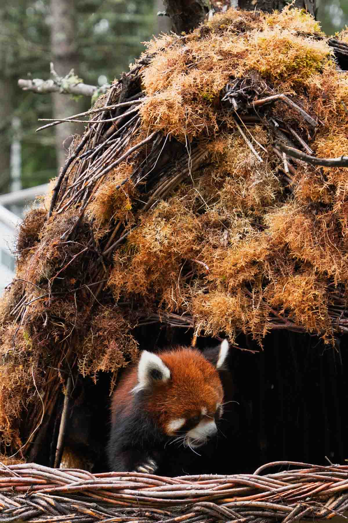 A Red Panda shows his claws as he comes out of his tree branch and moss covered home.
