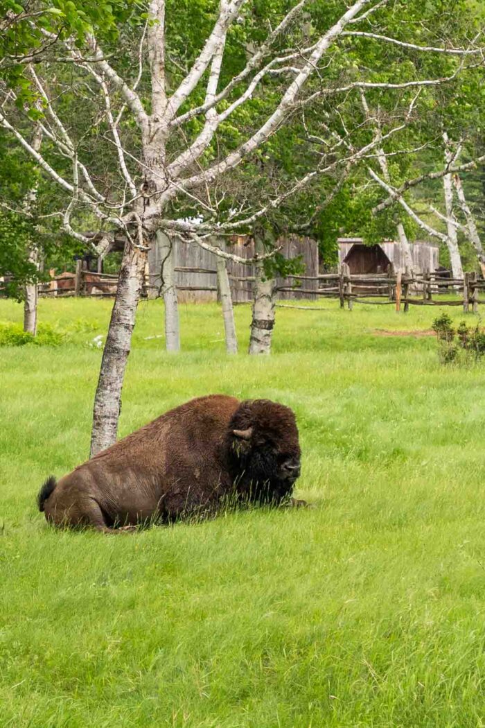 a buffalo resting in the open fields of Lac Saint Jean's wildlife safari in Quebec.