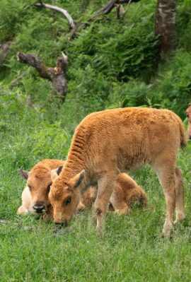 Baby bison calves grazing in the open fields at Zoo Sauvage de Saint-Félicien, Saguenay-Lac-Saint-Jean