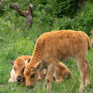 Baby bison calves grazing in the open fields at Zoo Sauvage de Saint-Félicien, Saguenay-Lac-Saint-Jean