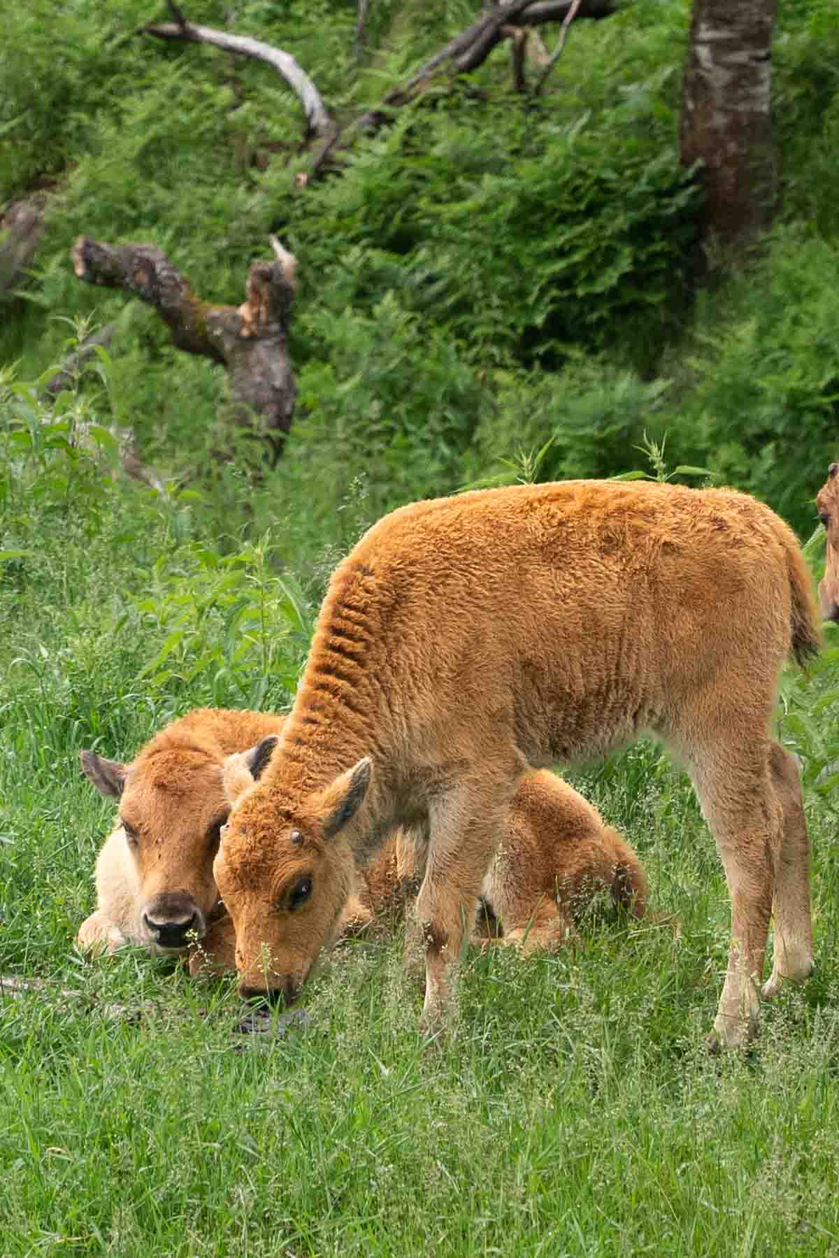Baby bison calves grazing in the open fields at Zoo Sauvage de Saint-Félicien, Saguenay-Lac-Saint-Jean