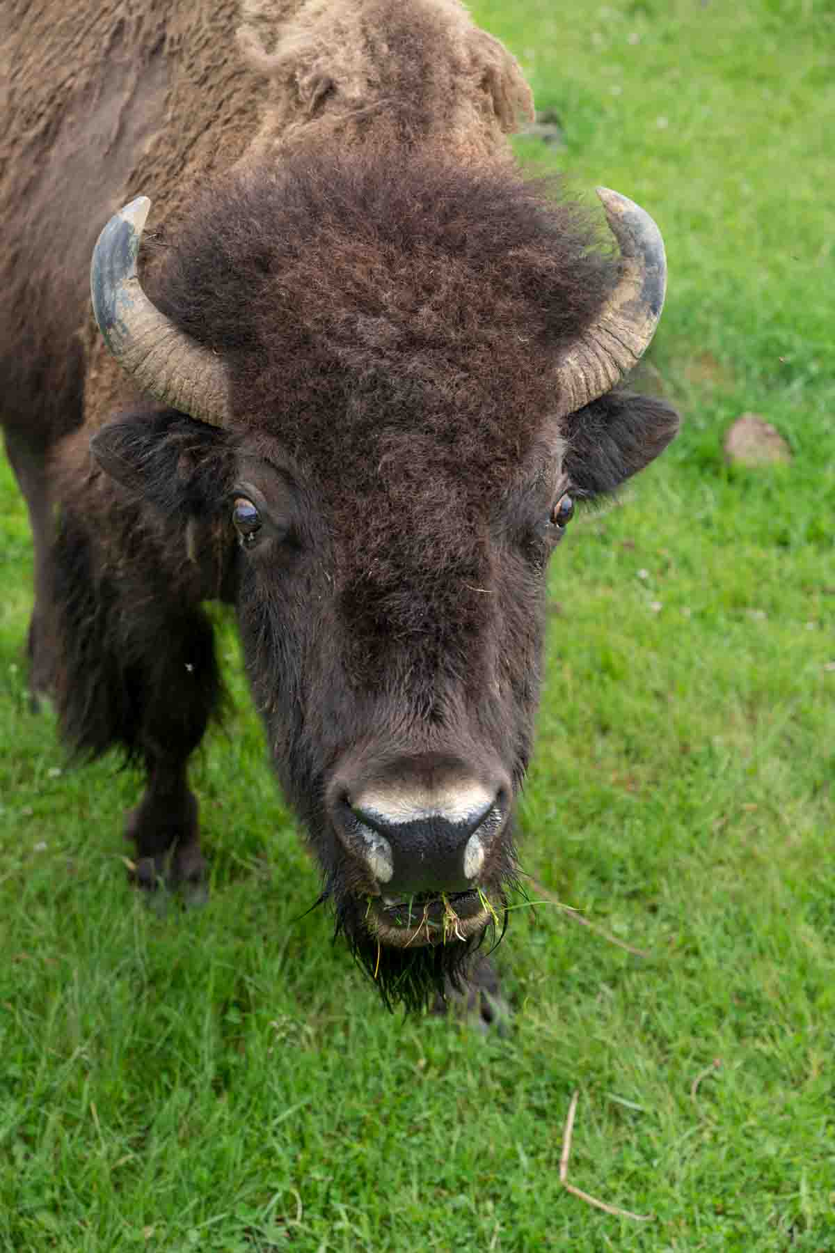 A buffalo chewing grass right outside the window of the train ride at Zoo Sauvage de Saint-Félicien, Saguenay-Lac-Saint-Jean.