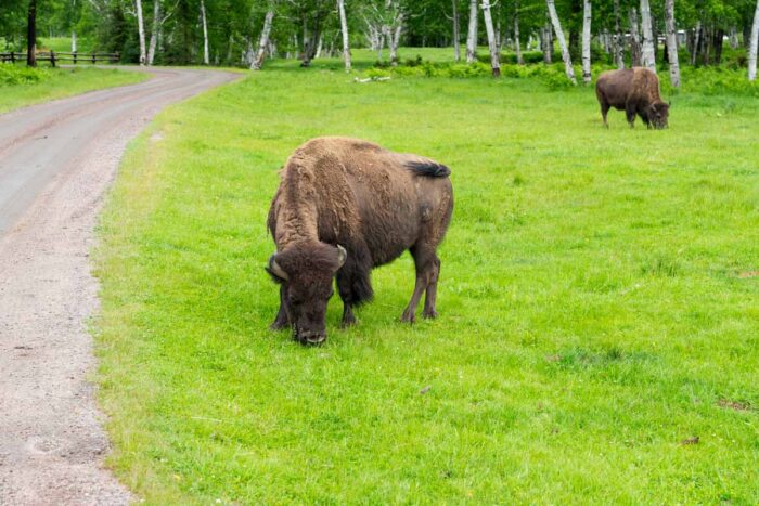 Plains Bison or buffalo grazing on the grass at the wildlife zoo.