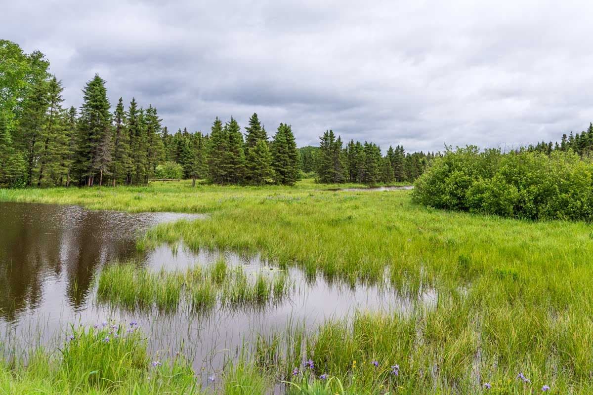 Summer foliage around a lake area in Zoo Sauvage de Saint-Félicien during a summer wildlife tour.