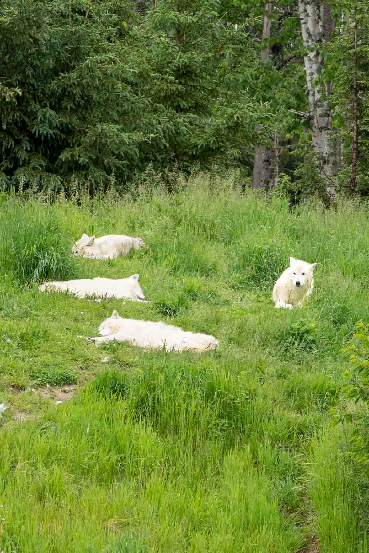 Arctic Wolves with thick fur in the wildlife reserve at Zoo Sauvage de Saint-Félicien