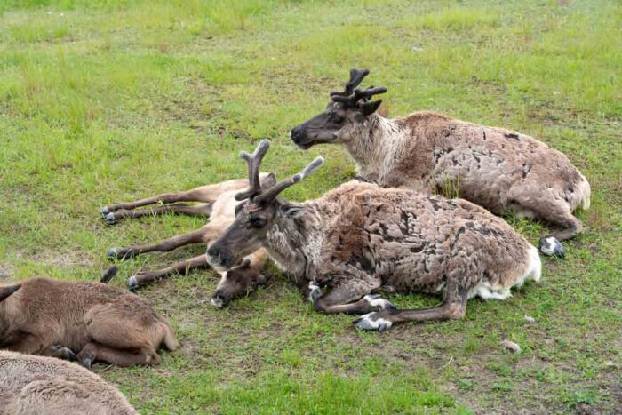 Reindeer take naps while in their wild habitat at Zoo Sauvage de Saint Felicien.
