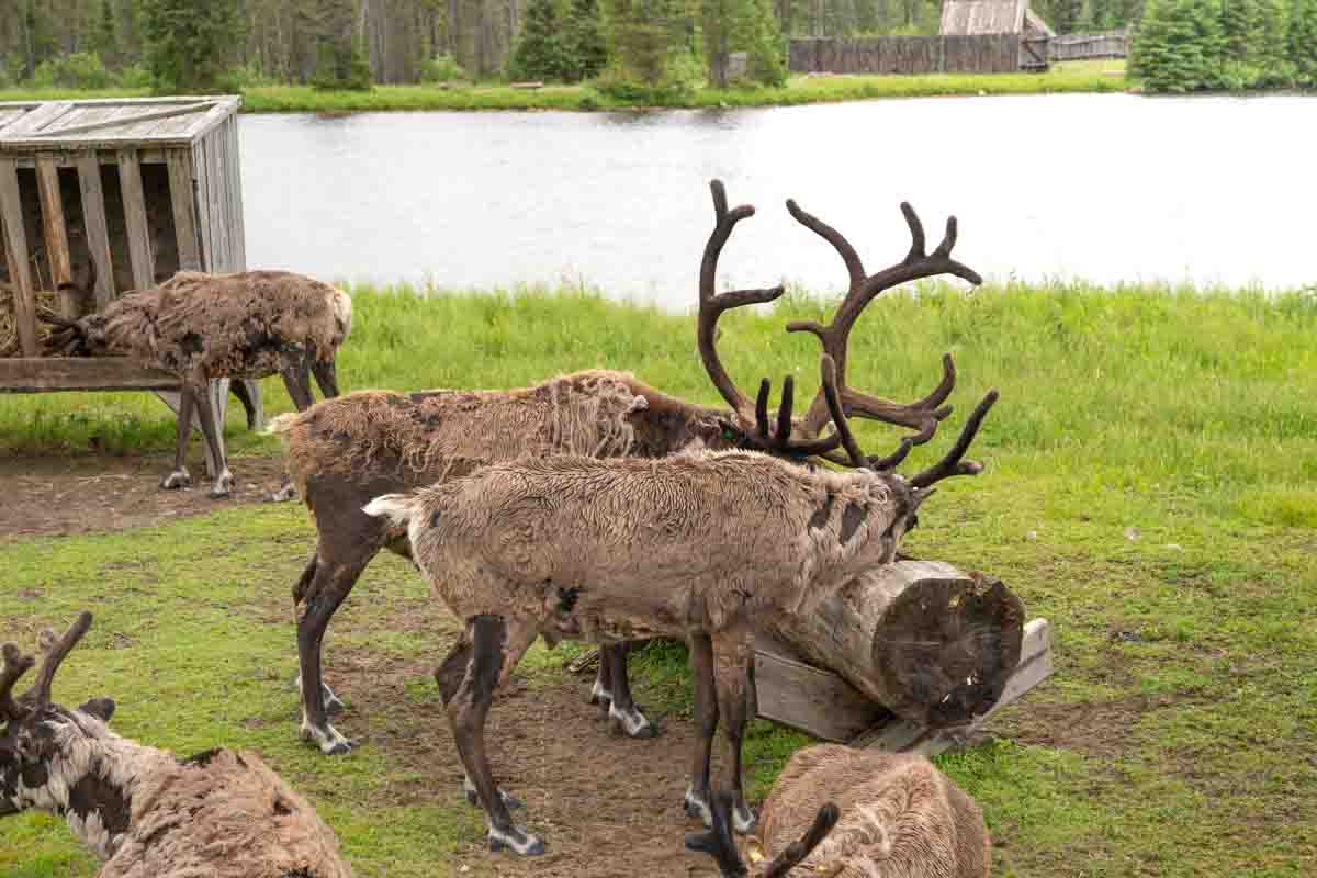 Reindeer feeding from a trough while on the nature trail at Zoo Sauvage de Saint-Felicien in Quebec.