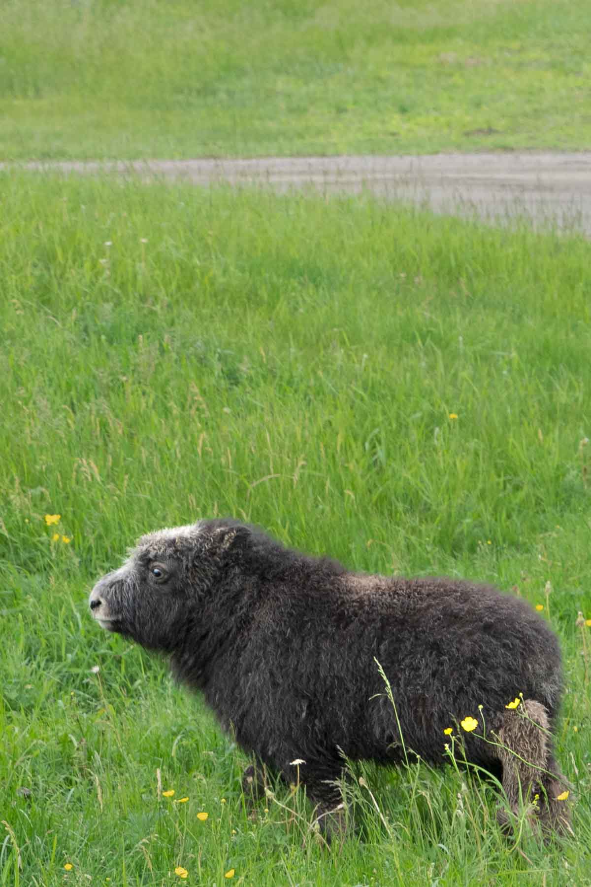 A baby musk oxen peers over the prairie grass.