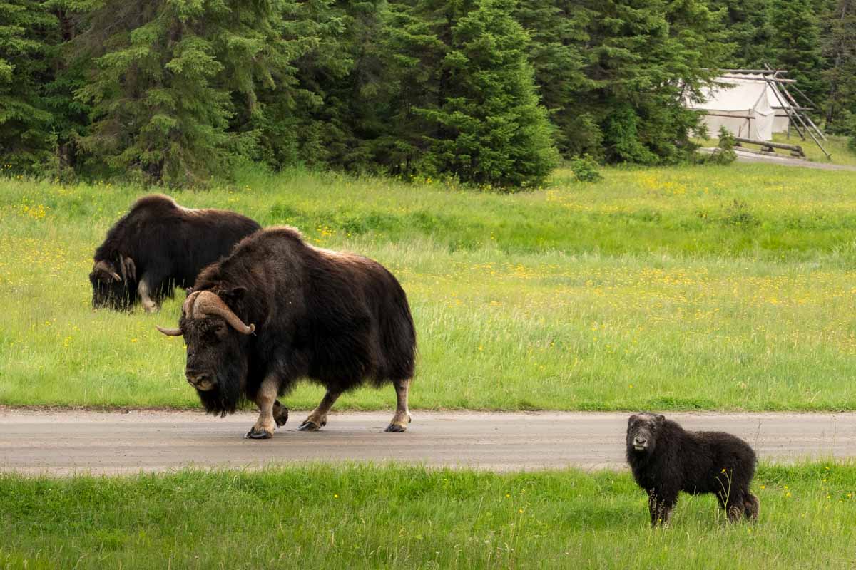 A baby musk ox follows along with the herd in the wildlife reserve at Zoo Sauvage de Saint-Félicien