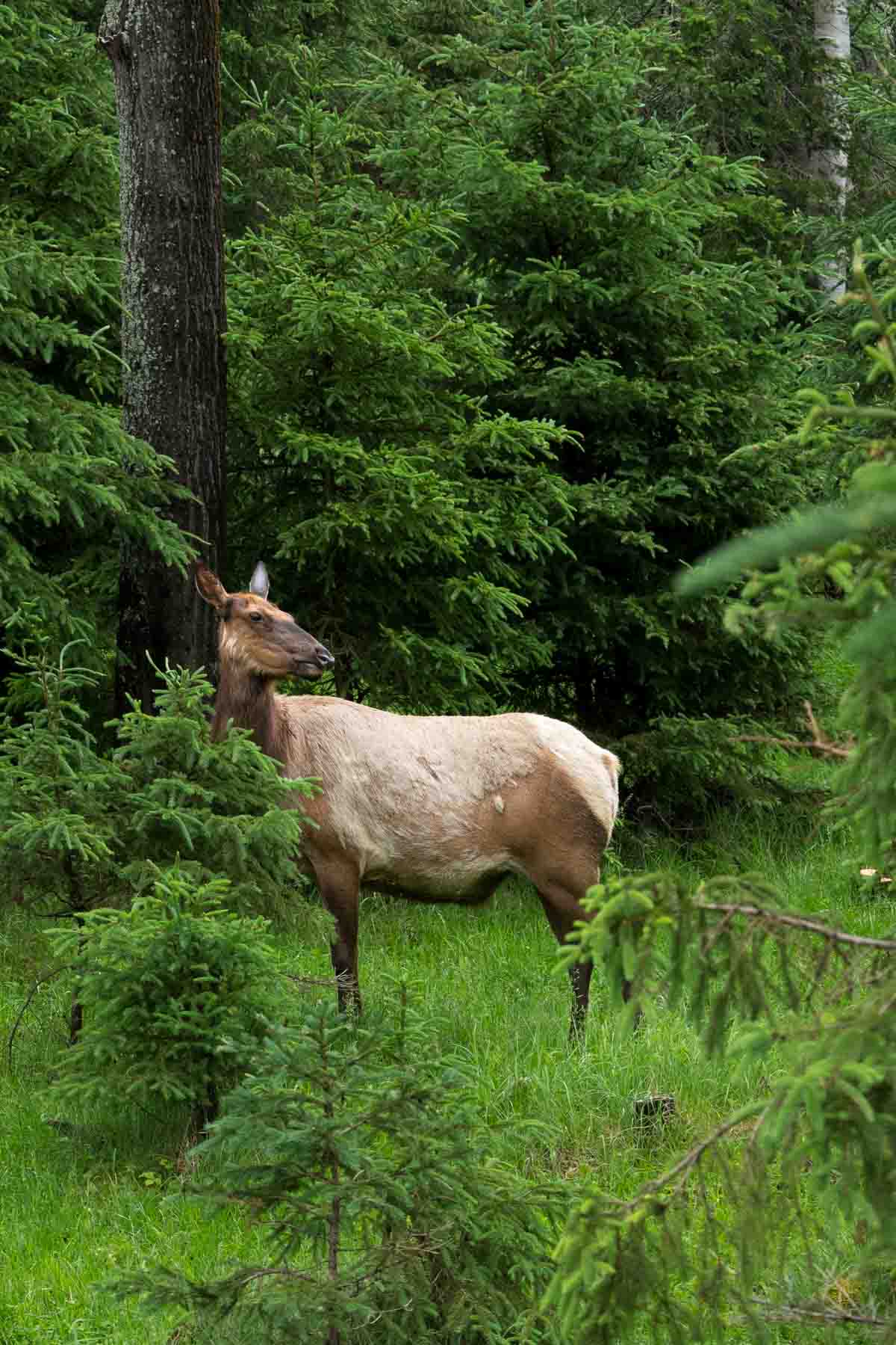 Northern Elk in the trees at Zoo Sauvage de Saint-Félicien in Quebec.