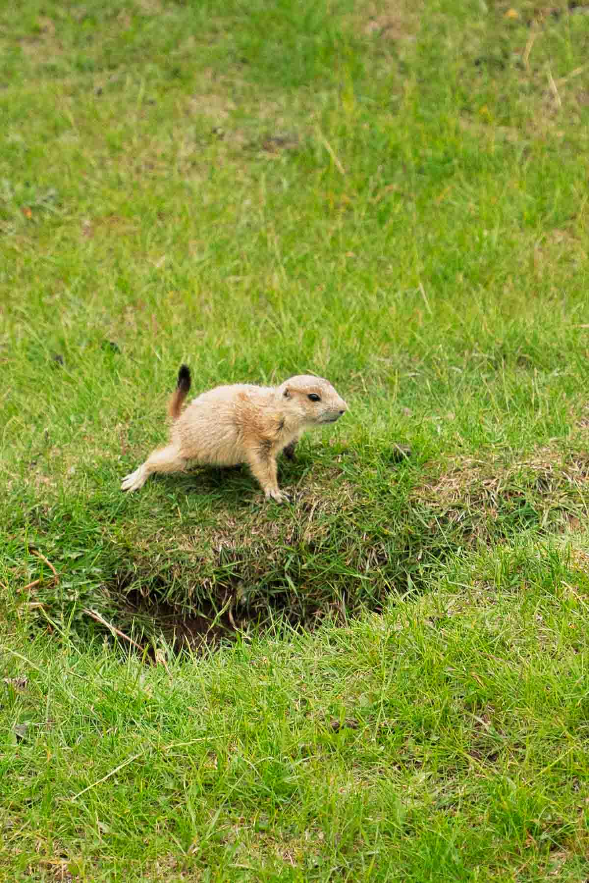 Prairie Dog pup playing near its hole at Zoo Sauvage De Saint Felicien in Quebec.