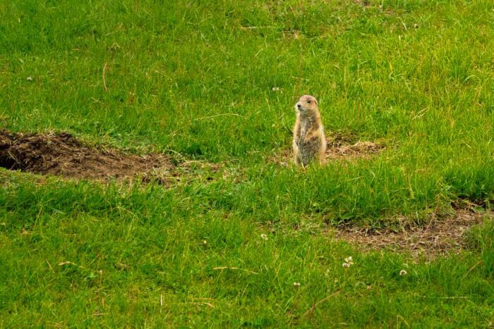 Black Tailed Prairie Dog standing near his hole.
