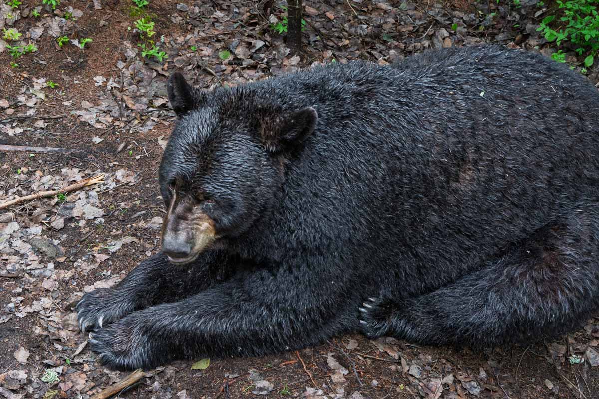 This black bear in its natural habitat weighs about 250-350 pounds.