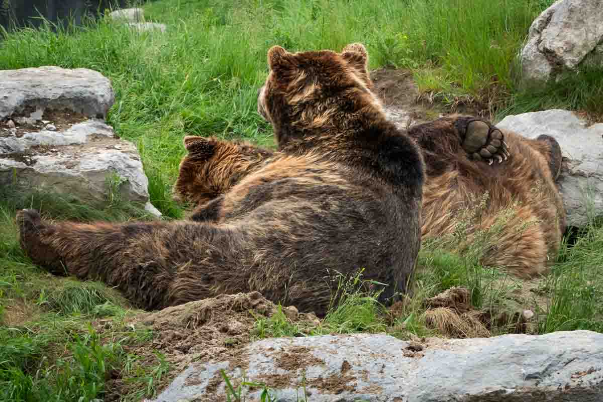 Grizzly Bear brothers playing at the zoo.